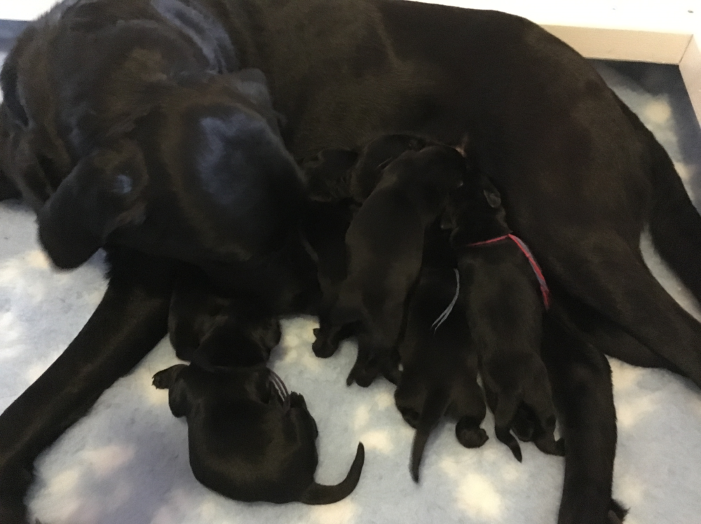 F1 labrador er som udgangspunkt en brugshund, ikke en udstillingshund. Kennel Fielding Formel 1 Labrador