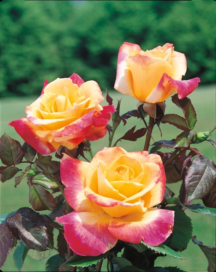 Interesting, leathery foliage is disease resistant. In Bicolor Desert Peace Rose L9678 In The Roses Department At Lowes Com