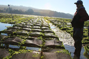 oyster aquaculture