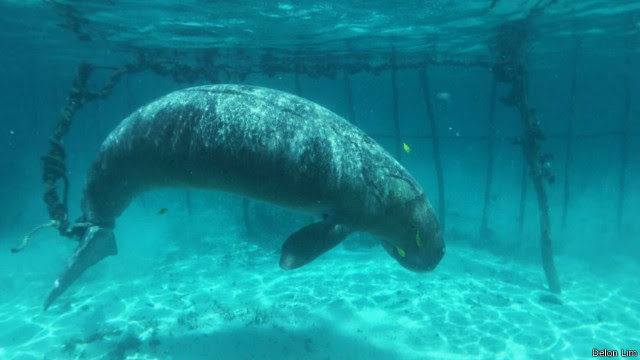 Inspirasi Terbaru 40 Gambar Hewan Laut Dugong 