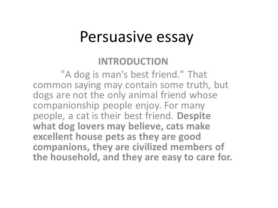 essay about cats