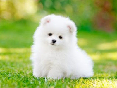 可愛い画像 犬 147301-犬と猫 可愛い画像