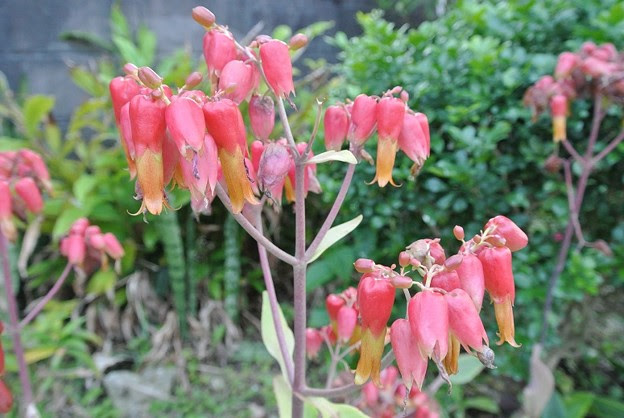 すべての美しい花の画像 100 Epic Bestセイロンベンケイソウ 花