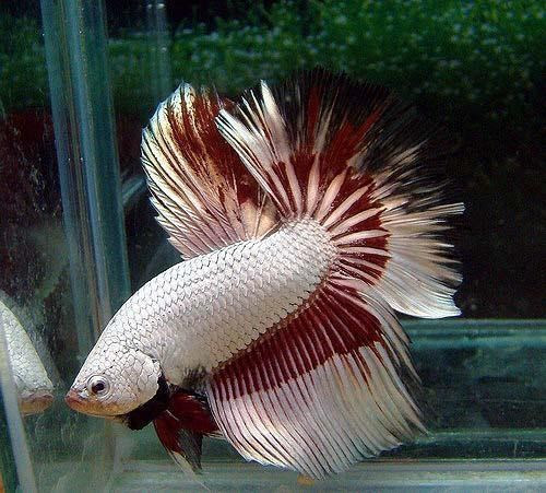 http://tepbac.com/upload/images/dragonbetta.jpg