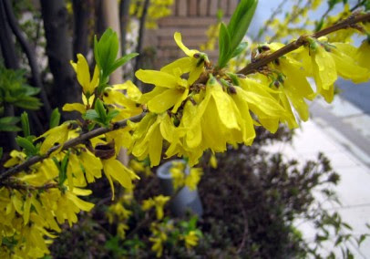 最高の春の 花木 図鑑 すべての美しい花の画像