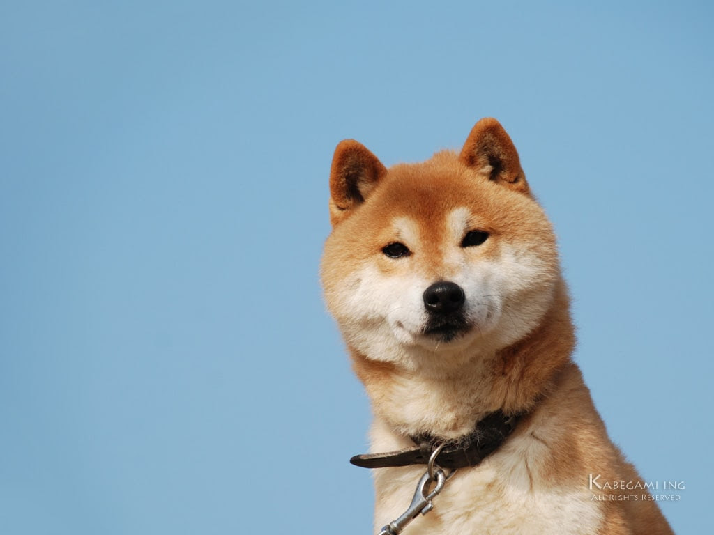 Jongeres ほとんどのダウンロード 柴犬 壁紙 無料