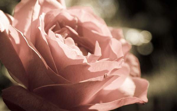 ディズニー画像ランド 50 素晴らしいピンク 薔薇 壁紙 おしゃれ