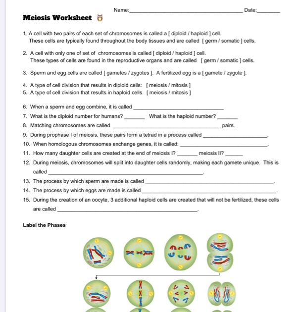 Meiosis Gizmo Answer Key - Section 3 Dna Cell Division Mrs ...