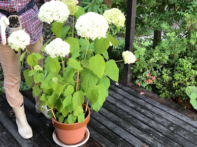 25 ++ アナベル 花芽 つかない 290771-アナベル 花芽 つかない