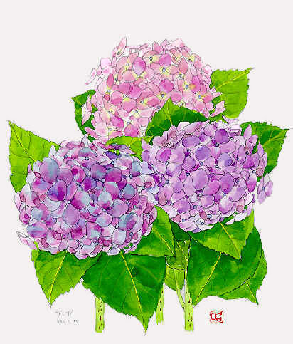 ぜいたく紫陽花 絵 美しい花の画像
