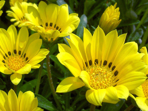 すべての美しい花の画像 上ガザニア 花期