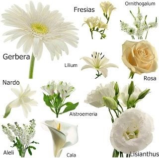 Planta Liliacea De Jardin De Flores Blancas Y Hermosas