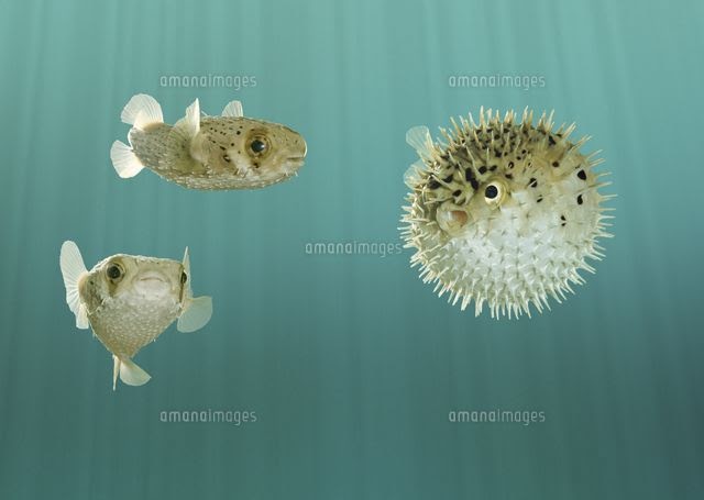 無料ダウンロード ハリセンボン 魚 イラスト ハリセンボン 魚 イラスト