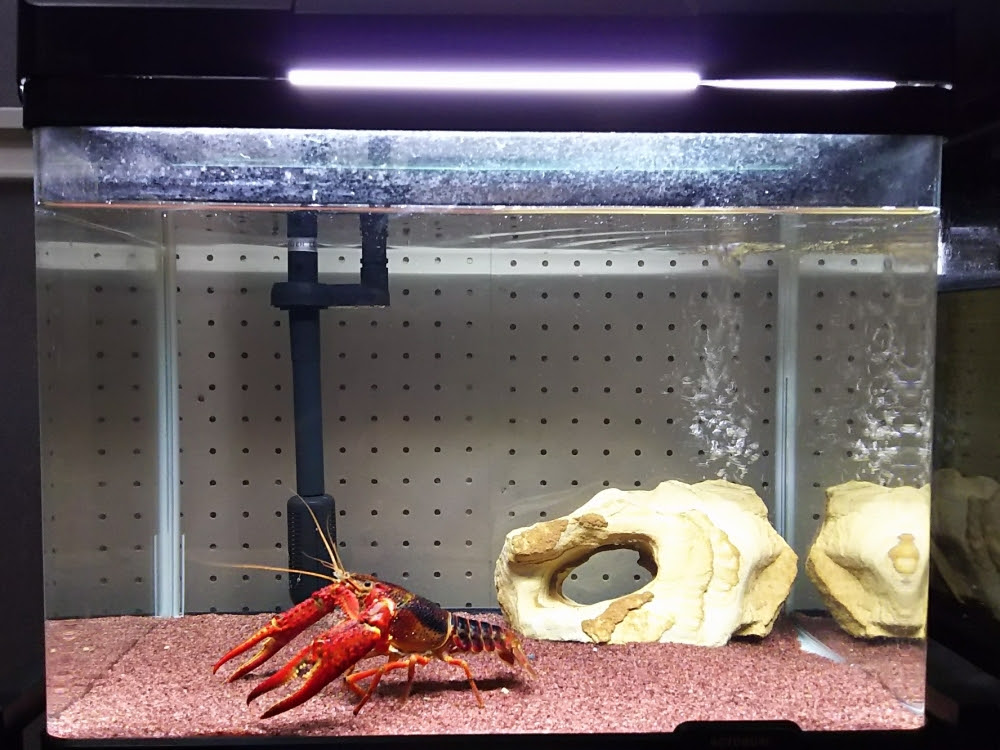 50 素晴らしいザリガニ 飼い方 魚のすべて
