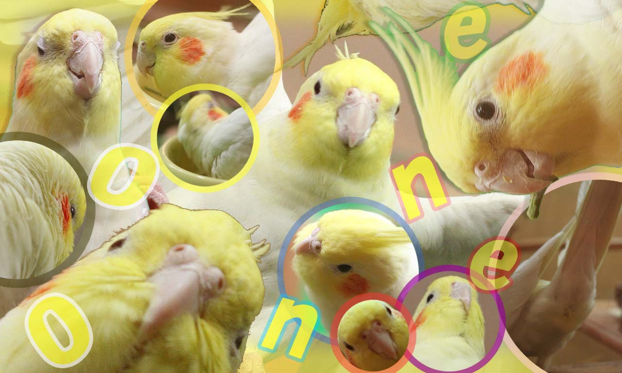 ラブリー オカメインコ 壁紙 ベストアニメ画像