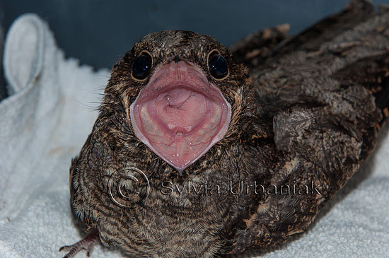 Er gehört zu den zugvögeln und zur familie der nachtschwalben (caprimulgidae). Die Nachtschwalbe Ein Nachtaktiver Vogel Bei Uns