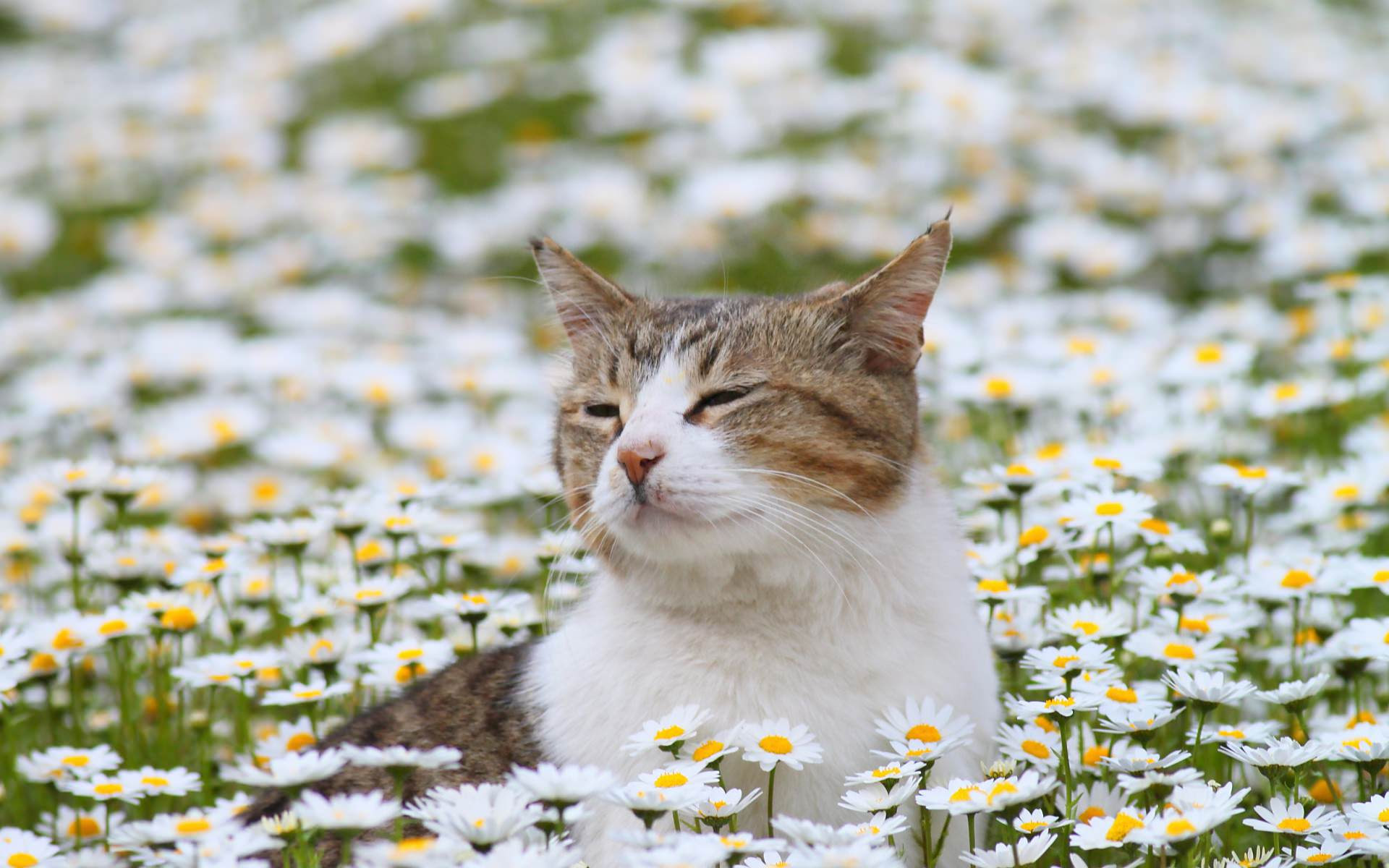 最高猫 かわいい 壁紙 Pc 最高の花の画像