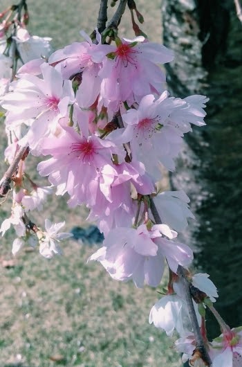 Gambar Bunga Sakura Gugur - Moa Gambar