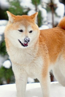 100 Epic Best秋田犬 壁紙 Iphone 花の画像