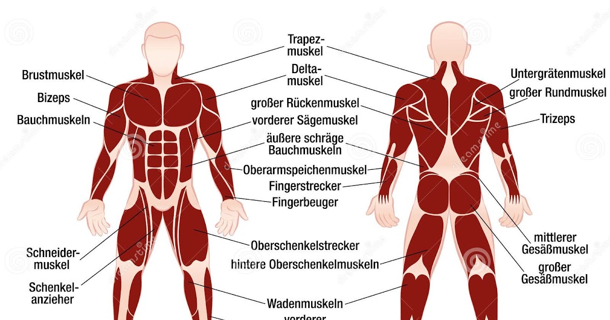 All Muscle Names In The Body / Body Anatomy Upper Extremity Muscles The Hand Society - Broadly ...
