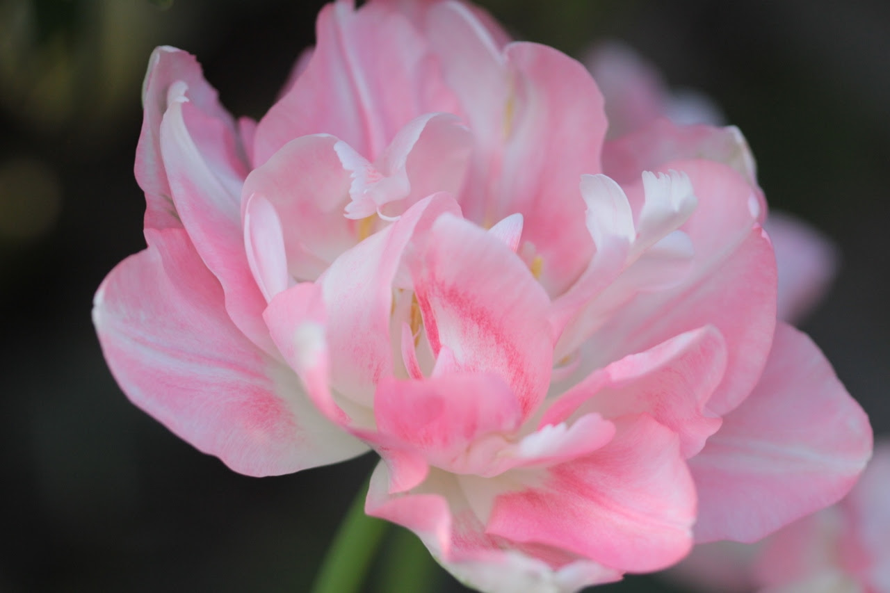 美しい花の画像 驚くばかり薄 ピンク 花