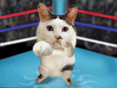 ベスト猫 面白い 写真 最高の動物画像