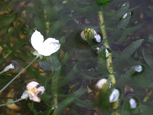 すべての美しい花の画像 50 素晴らしいオオカナダモ 花