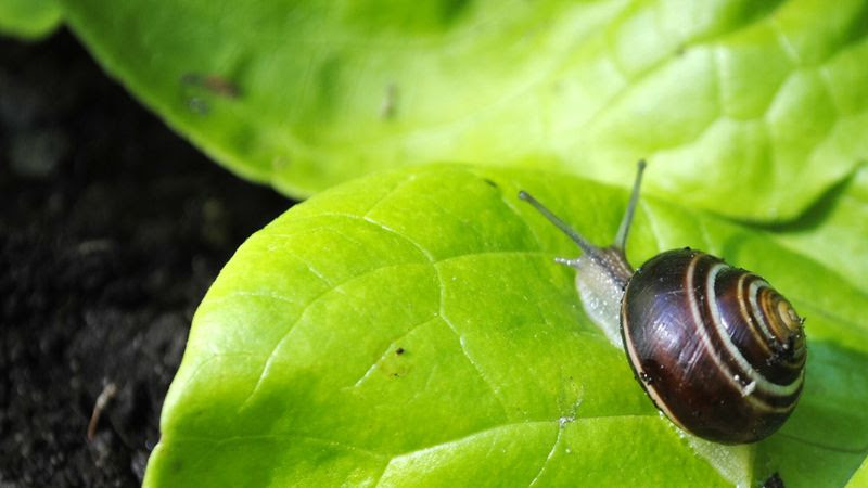 Limaces, escargots...Ils dévorent mes jeunes pousses, que faire?