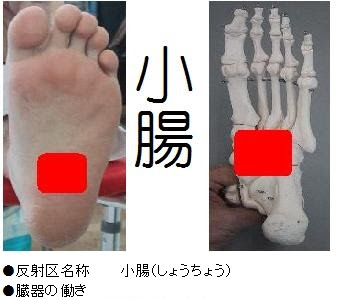 無料ダウンロード 足つぼ 腸 痛い 286838-足つぼ 腸 痛い