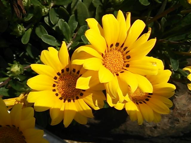これまでで最高のラザニア 花 美しい花の画像
