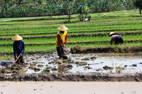 pengalaman menanam padi