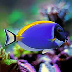 Abyss aquatics works with only the best suppliers from around the world to marine fish that you purchase, are from our own stock, as opposed to, listing fish we do not have you can purchase directly from our store or you can choose to buy your saltwater fish online. Live Saltwater Fish Online Cheap Buy Online