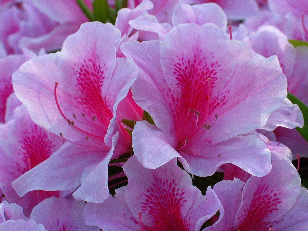 美しい花の画像 心に強く訴える花 言葉 ツツジ