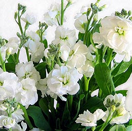 最高ストック 花 白 すべての美しい花の画像