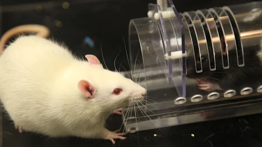 Rats feel empathy for other rats, unless they're on anti-anxiety medication