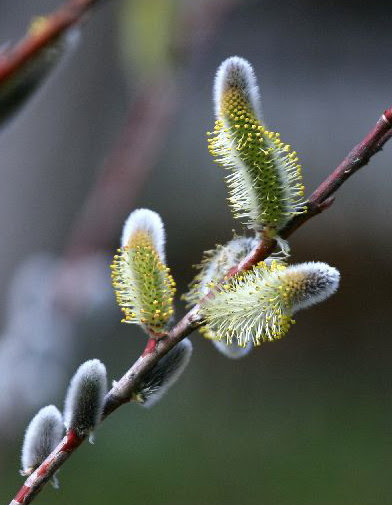 すべての花の画像 最高の柳 花言葉