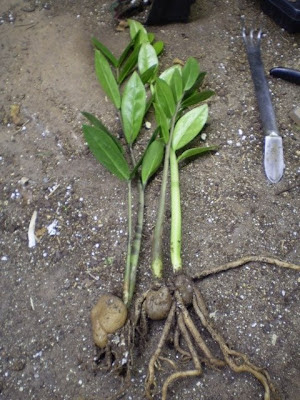 Plants Are The Strangest People Stoner Zamioculcas Zamiifolia