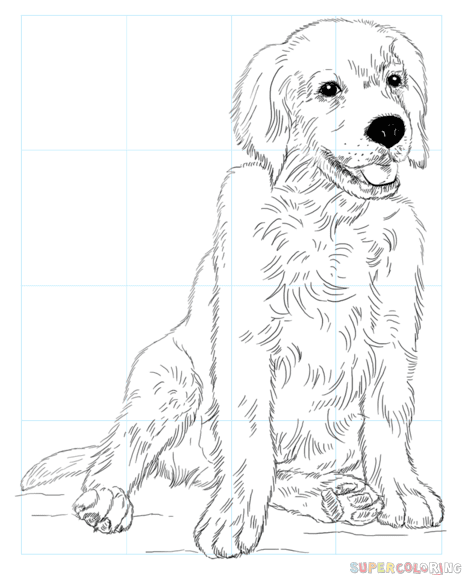 Check spelling or type a new query. How To Draw A Golden Retriever Puppy Step By Step Drawing Tutorials
