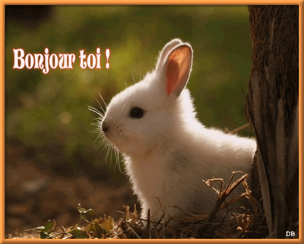 Meilleures Collections Bonjour Lapin Gif Anime Abdofolio