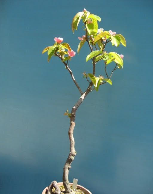 印刷 花梨 花言葉 花梨 花言葉