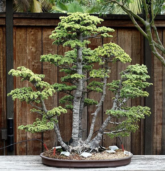 cây                                                           bonsai