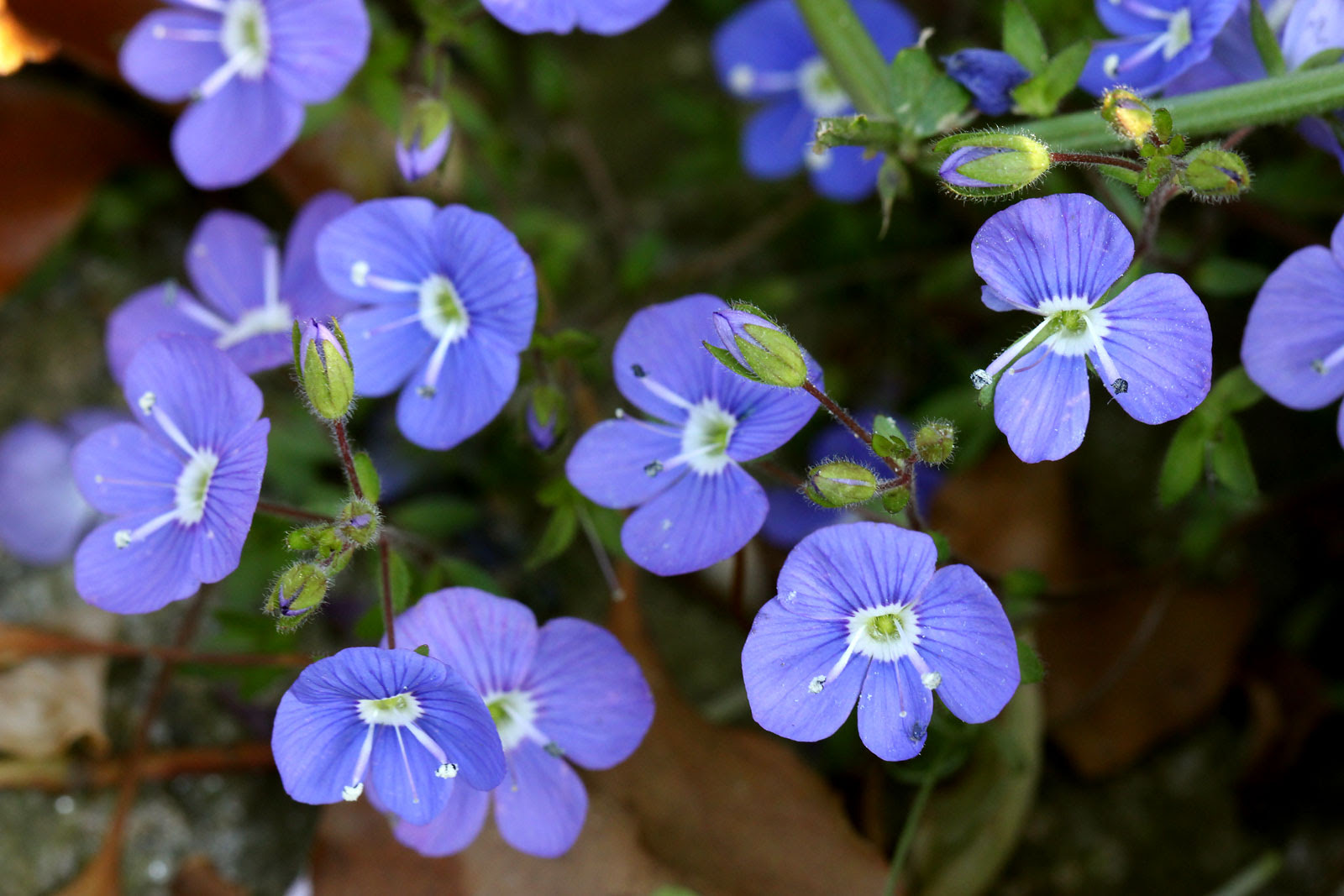 75 ヴェロニカ 花 最高の花の画像