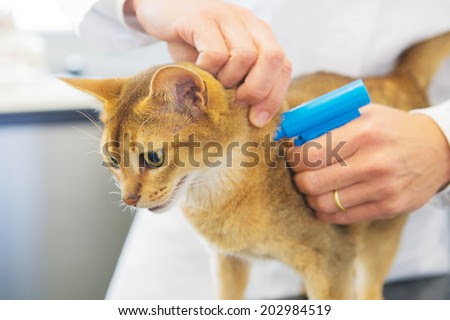 Microchip implant for cat by Veterinarian - stock photo