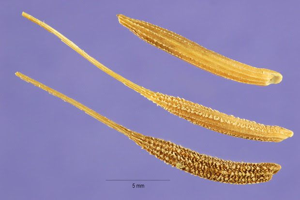 Tragopogon porrifolius L.