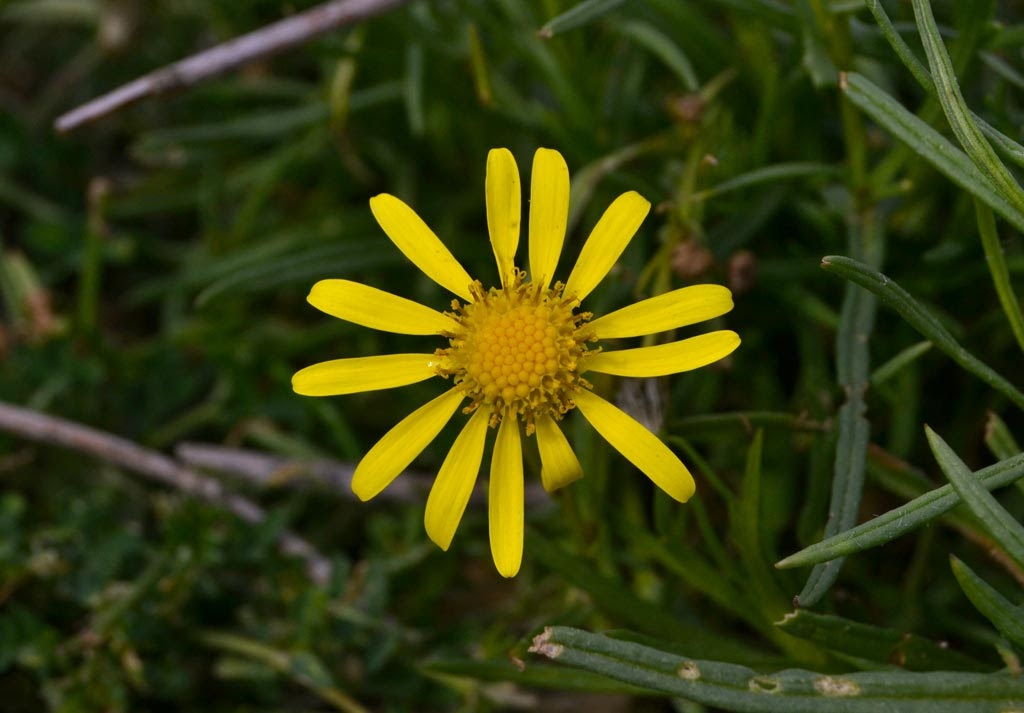 Non trovi il tuo fiore o la tua pianta tra queste e vuoi scoprire il suo nome?. Fiore Giallo Spontaneo Giardino Tuchel