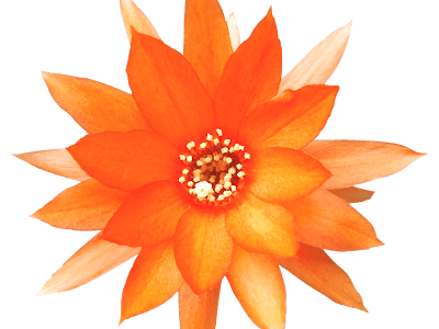 [最も人気のある！] 花 アイコン おしゃれ フリー 983906-花 アイコン おしゃれ フリー