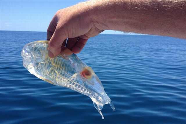 estranhas criaturas do mar animais