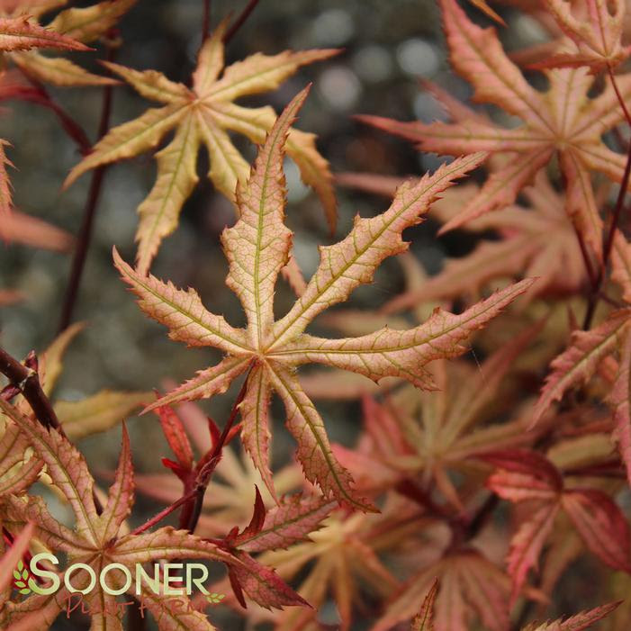 Maybe you would like to learn more about one of these? Amber Ghost Japanese Maple Buy Online Best Prices