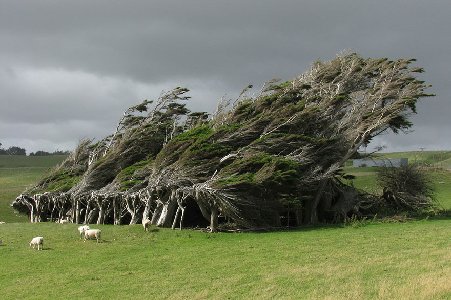 By Seabird in New Zealand.