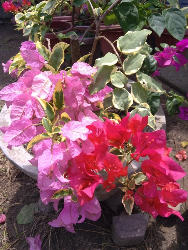 Istimewa Bunga Bugenvil Warna Warni